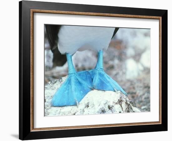 Blue-footed Booby Feet-Peter Scoones-Framed Photographic Print