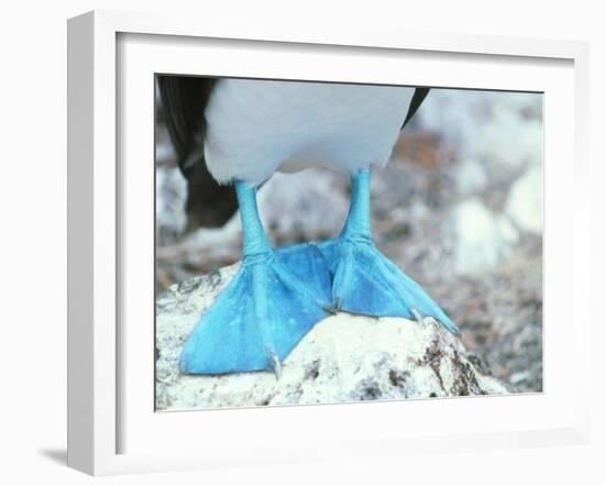 Blue-footed Booby Feet-Peter Scoones-Framed Photographic Print