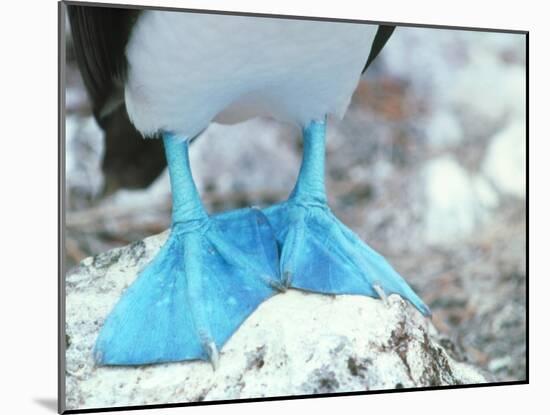 Blue-footed Booby Feet-Peter Scoones-Mounted Photographic Print
