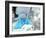 Blue-footed Booby Feet-Peter Scoones-Framed Photographic Print