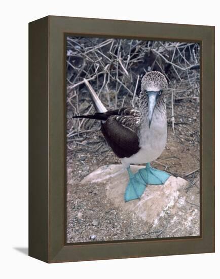 Blue Footed Booby, Galapagos Islands, Ecuador, South America-Sassoon Sybil-Framed Premier Image Canvas