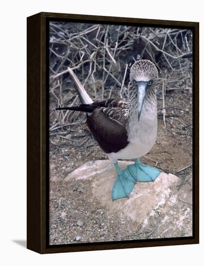 Blue Footed Booby, Galapagos Islands, Ecuador, South America-Sassoon Sybil-Framed Premier Image Canvas