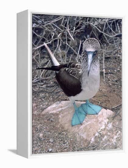 Blue Footed Booby, Galapagos Islands, Ecuador, South America-Sassoon Sybil-Framed Premier Image Canvas