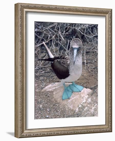 Blue Footed Booby, Galapagos Islands, Ecuador, South America-Sassoon Sybil-Framed Photographic Print