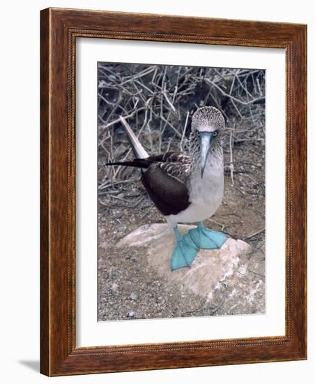 Blue Footed Booby, Galapagos Islands, Ecuador, South America-Sassoon Sybil-Framed Photographic Print