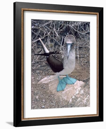 Blue Footed Booby, Galapagos Islands, Ecuador, South America-Sassoon Sybil-Framed Photographic Print