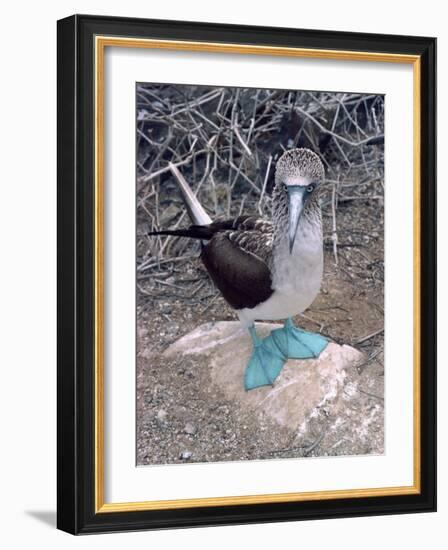 Blue Footed Booby, Galapagos Islands, Ecuador, South America-Sassoon Sybil-Framed Photographic Print