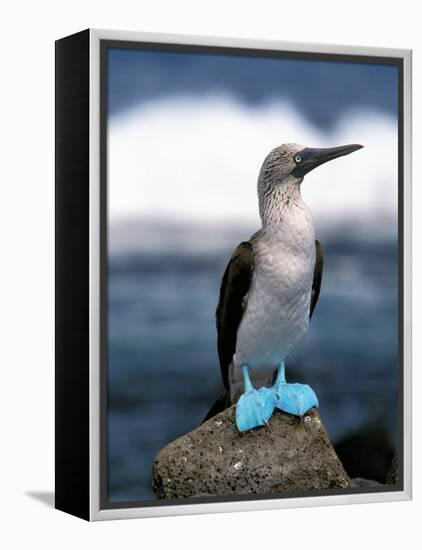 Blue Footed Booby, Galapagos Islands, Ecuador-Gavriel Jecan-Framed Premier Image Canvas