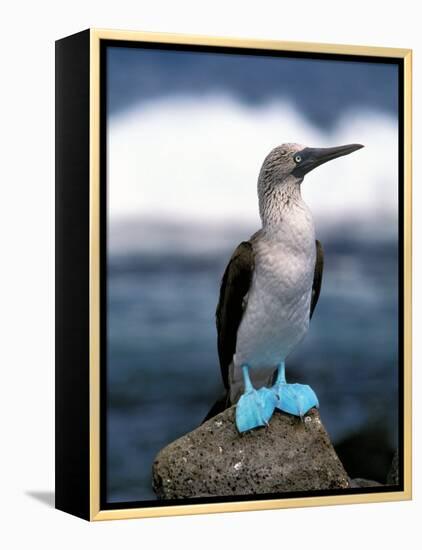 Blue Footed Booby, Galapagos Islands, Ecuador-Gavriel Jecan-Framed Premier Image Canvas