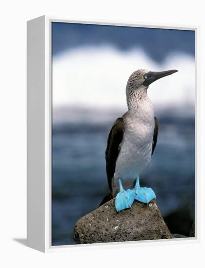 Blue Footed Booby, Galapagos Islands, Ecuador-Gavriel Jecan-Framed Premier Image Canvas