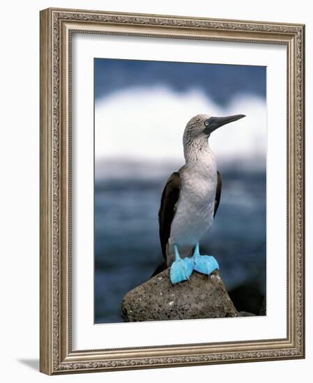 Blue Footed Booby, Galapagos Islands, Ecuador-Gavriel Jecan-Framed Photographic Print