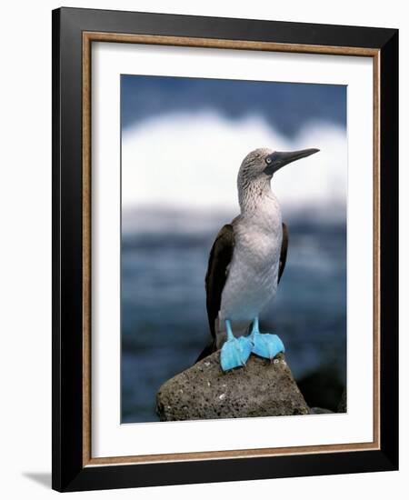 Blue Footed Booby, Galapagos Islands, Ecuador-Gavriel Jecan-Framed Photographic Print