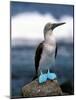 Blue Footed Booby, Galapagos Islands, Ecuador-Gavriel Jecan-Mounted Photographic Print