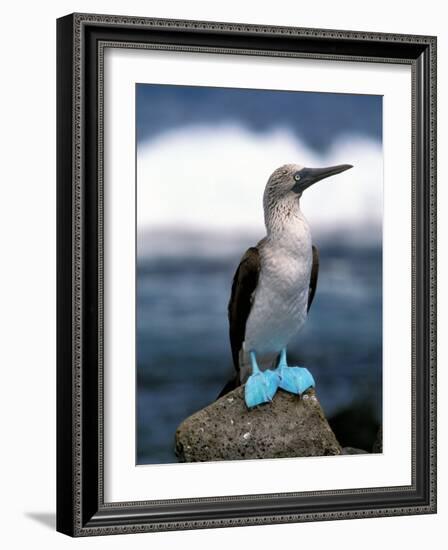 Blue Footed Booby, Galapagos Islands, Ecuador-Gavriel Jecan-Framed Photographic Print