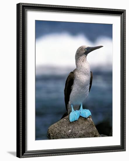 Blue Footed Booby, Galapagos Islands, Ecuador-Gavriel Jecan-Framed Photographic Print