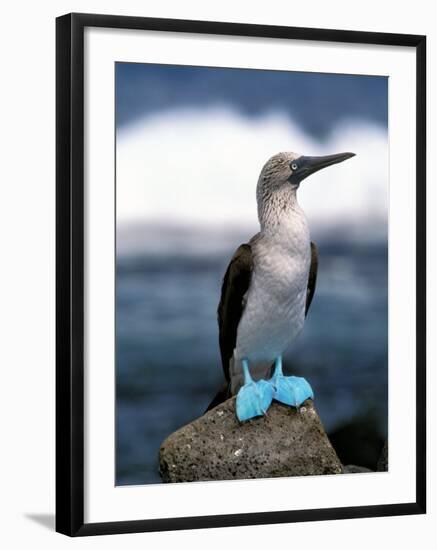 Blue Footed Booby, Galapagos Islands, Ecuador-Gavriel Jecan-Framed Photographic Print