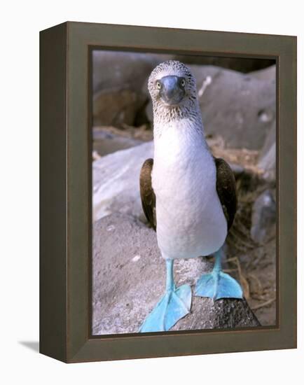 Blue Footed Booby, Galapagos Islands, Ecuador-Gavriel Jecan-Framed Premier Image Canvas