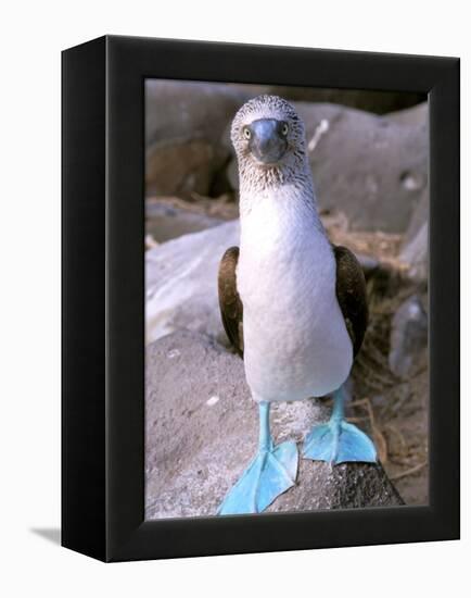 Blue Footed Booby, Galapagos Islands, Ecuador-Gavriel Jecan-Framed Premier Image Canvas