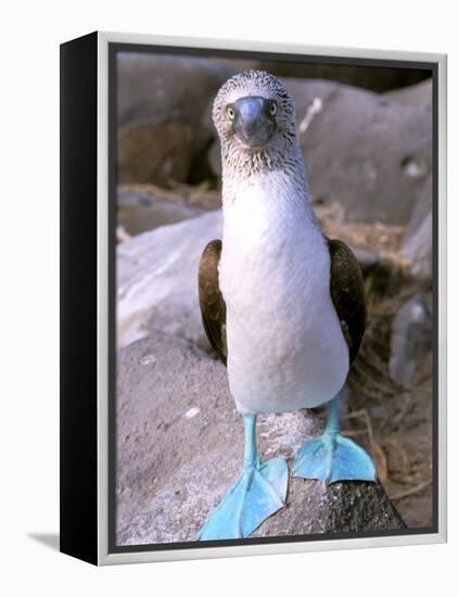 Blue Footed Booby, Galapagos Islands, Ecuador-Gavriel Jecan-Framed Premier Image Canvas