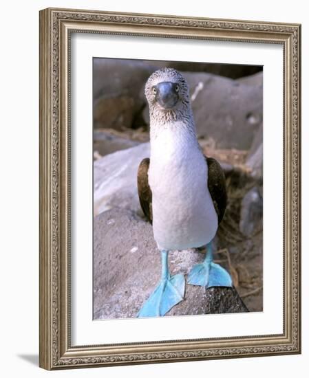 Blue Footed Booby, Galapagos Islands, Ecuador-Gavriel Jecan-Framed Photographic Print