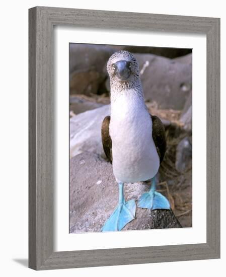 Blue Footed Booby, Galapagos Islands, Ecuador-Gavriel Jecan-Framed Photographic Print