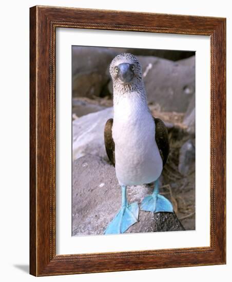 Blue Footed Booby, Galapagos Islands, Ecuador-Gavriel Jecan-Framed Photographic Print