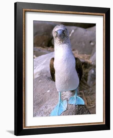 Blue Footed Booby, Galapagos Islands, Ecuador-Gavriel Jecan-Framed Photographic Print