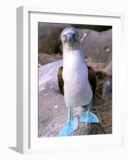 Blue Footed Booby, Galapagos Islands, Ecuador-Gavriel Jecan-Framed Photographic Print