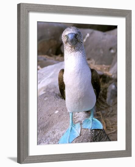 Blue Footed Booby, Galapagos Islands, Ecuador-Gavriel Jecan-Framed Photographic Print