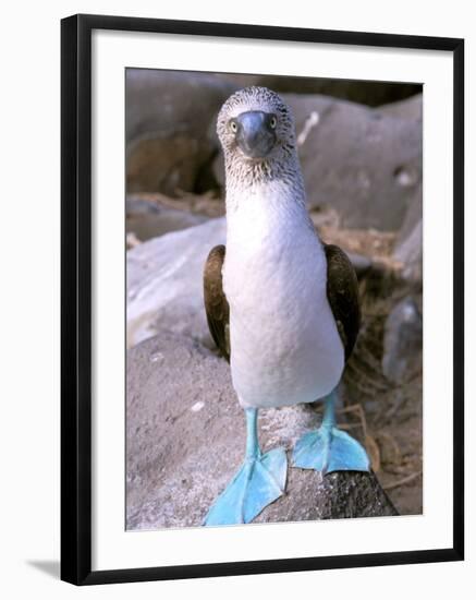 Blue Footed Booby, Galapagos Islands, Ecuador-Gavriel Jecan-Framed Photographic Print