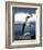 Blue Footed Booby, Galapagos Islands, Ecuador-Gavriel Jecan-Framed Photographic Print