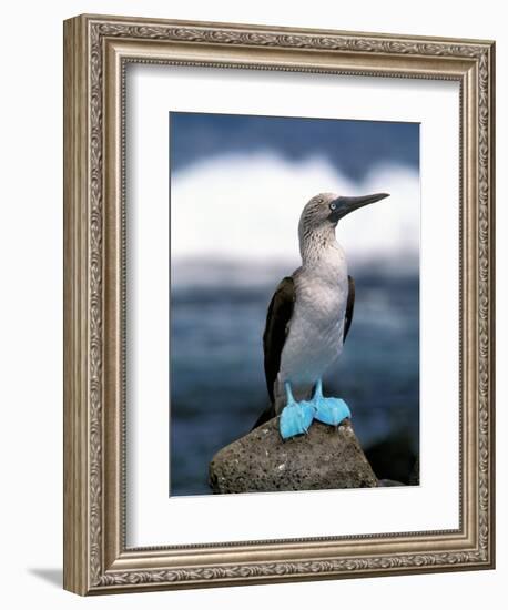 Blue Footed Booby, Galapagos Islands, Ecuador-Gavriel Jecan-Framed Photographic Print