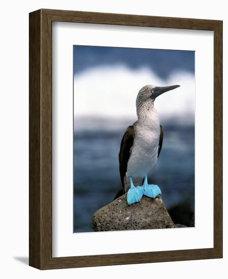 Blue Footed Booby, Galapagos Islands, Ecuador-Gavriel Jecan-Framed Photographic Print