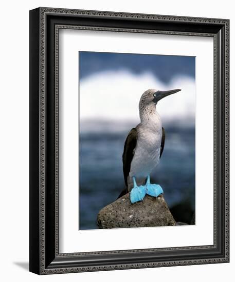 Blue Footed Booby, Galapagos Islands, Ecuador-Gavriel Jecan-Framed Photographic Print