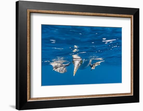 Blue-Footed Booby, Galapagos Islands-Art Wolfe-Framed Photographic Print