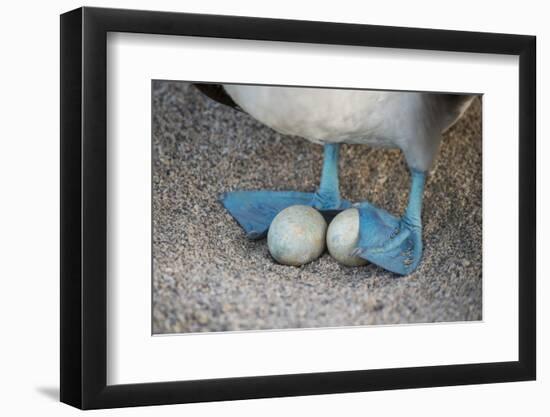 Blue-footed booby incubating eggs with feet, Galapagos-Tui De Roy-Framed Photographic Print