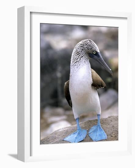 Blue-Footed Booby, Isla Espaola, Galapagos Islands, Ecuador-Michael DeFreitas-Framed Photographic Print