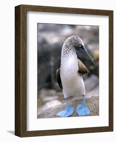 Blue-Footed Booby, Isla Espaola, Galapagos Islands, Ecuador-Michael DeFreitas-Framed Photographic Print