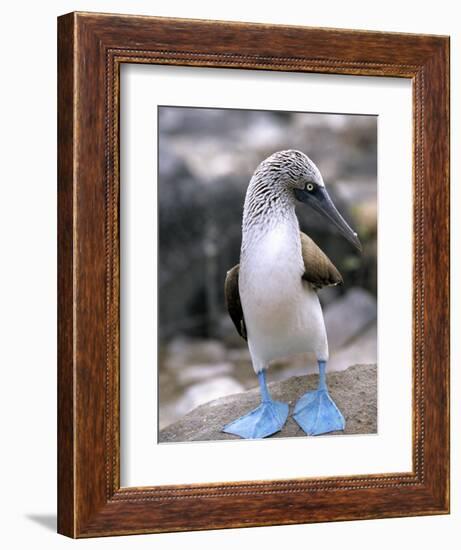 Blue-Footed Booby, Isla Espaola, Galapagos Islands, Ecuador-Michael DeFreitas-Framed Photographic Print