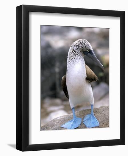Blue-Footed Booby, Isla Espaola, Galapagos Islands, Ecuador-Michael DeFreitas-Framed Photographic Print