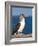 Blue Footed Booby, Isla Lobos Off Isla San Cristobal (San Cristobal Island), Galapagos Islands-Michael DeFreitas-Framed Photographic Print