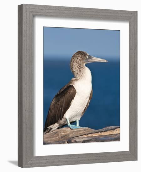 Blue Footed Booby, Isla Lobos Off Isla San Cristobal (San Cristobal Island), Galapagos Islands-Michael DeFreitas-Framed Photographic Print