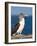 Blue Footed Booby, Isla Lobos Off Isla San Cristobal (San Cristobal Island), Galapagos Islands-Michael DeFreitas-Framed Photographic Print