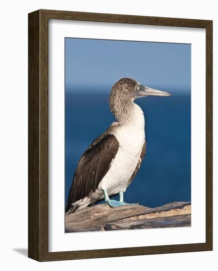 Blue Footed Booby, Isla Lobos Off Isla San Cristobal (San Cristobal Island), Galapagos Islands-Michael DeFreitas-Framed Photographic Print