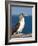 Blue Footed Booby, Isla Lobos Off Isla San Cristobal (San Cristobal Island), Galapagos Islands-Michael DeFreitas-Framed Photographic Print