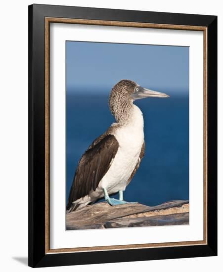 Blue Footed Booby, Isla Lobos Off Isla San Cristobal (San Cristobal Island), Galapagos Islands-Michael DeFreitas-Framed Photographic Print