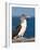 Blue Footed Booby, Isla Lobos Off Isla San Cristobal (San Cristobal Island), Galapagos Islands-Michael DeFreitas-Framed Photographic Print