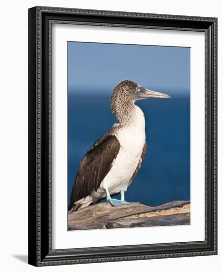 Blue Footed Booby, Isla Lobos Off Isla San Cristobal (San Cristobal Island), Galapagos Islands-Michael DeFreitas-Framed Photographic Print