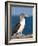 Blue Footed Booby, Isla Lobos Off Isla San Cristobal (San Cristobal Island), Galapagos Islands-Michael DeFreitas-Framed Photographic Print