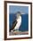 Blue Footed Booby, Isla Lobos Off Isla San Cristobal (San Cristobal Island), Galapagos Islands-Michael DeFreitas-Framed Photographic Print